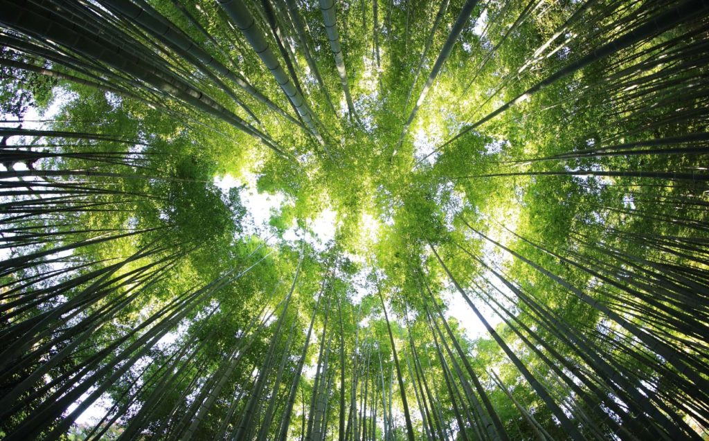 bosque - reducir el impacto medioambiental